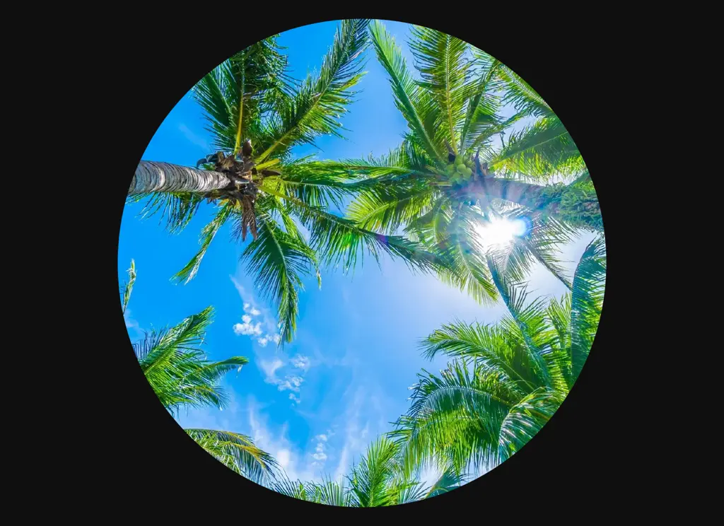 palm.png